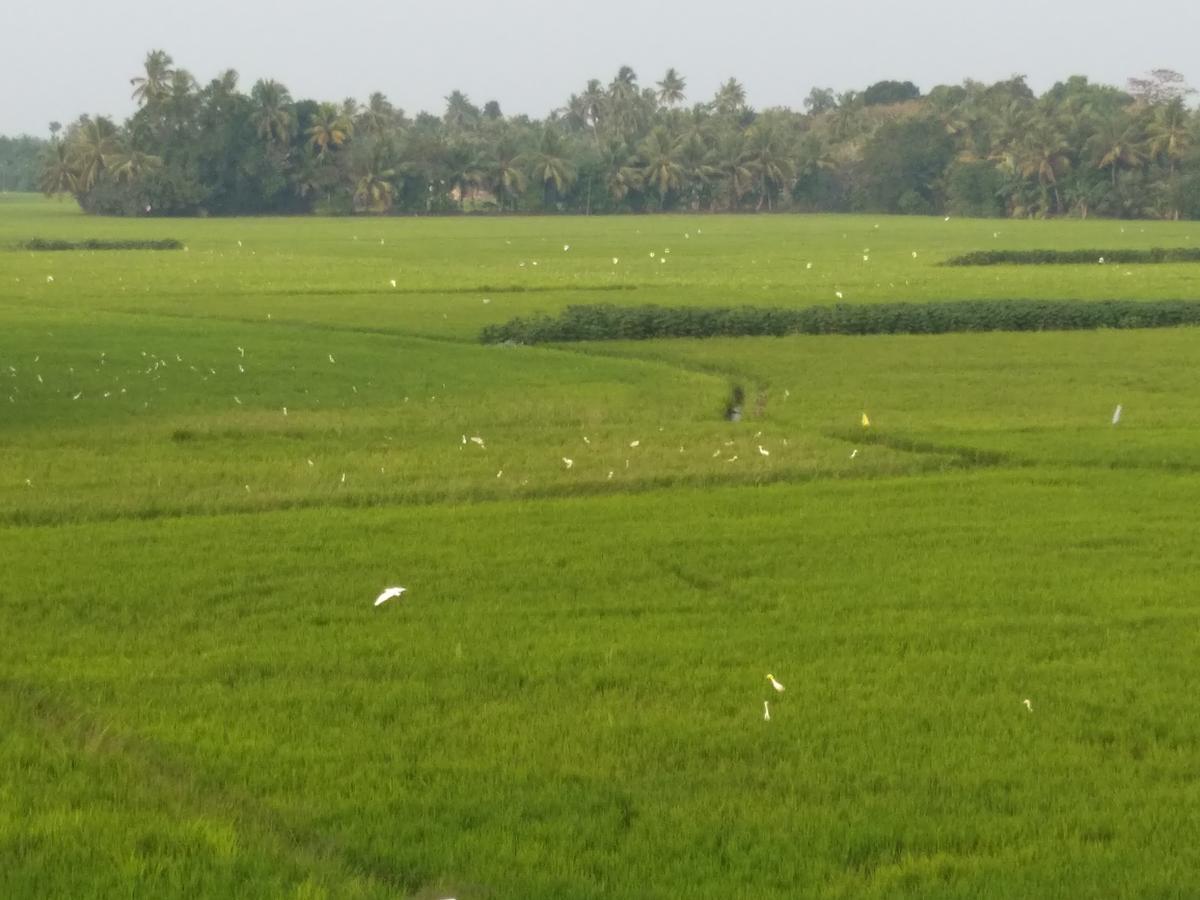 Pozhiyoram Ayurveda Beach Resort Alappuzha Exteriér fotografie